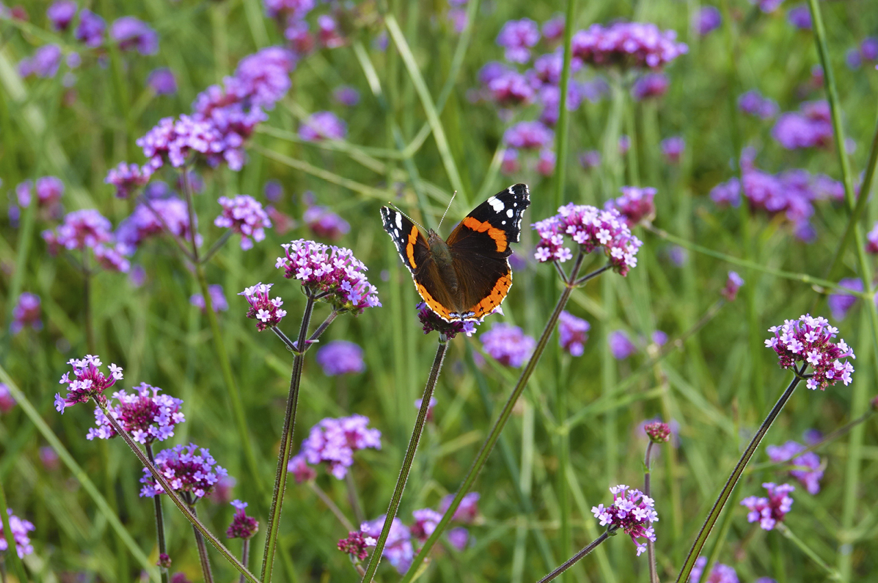 Vrienden Park de Meet Vlindertuin Nectartuin-Flora Fauna