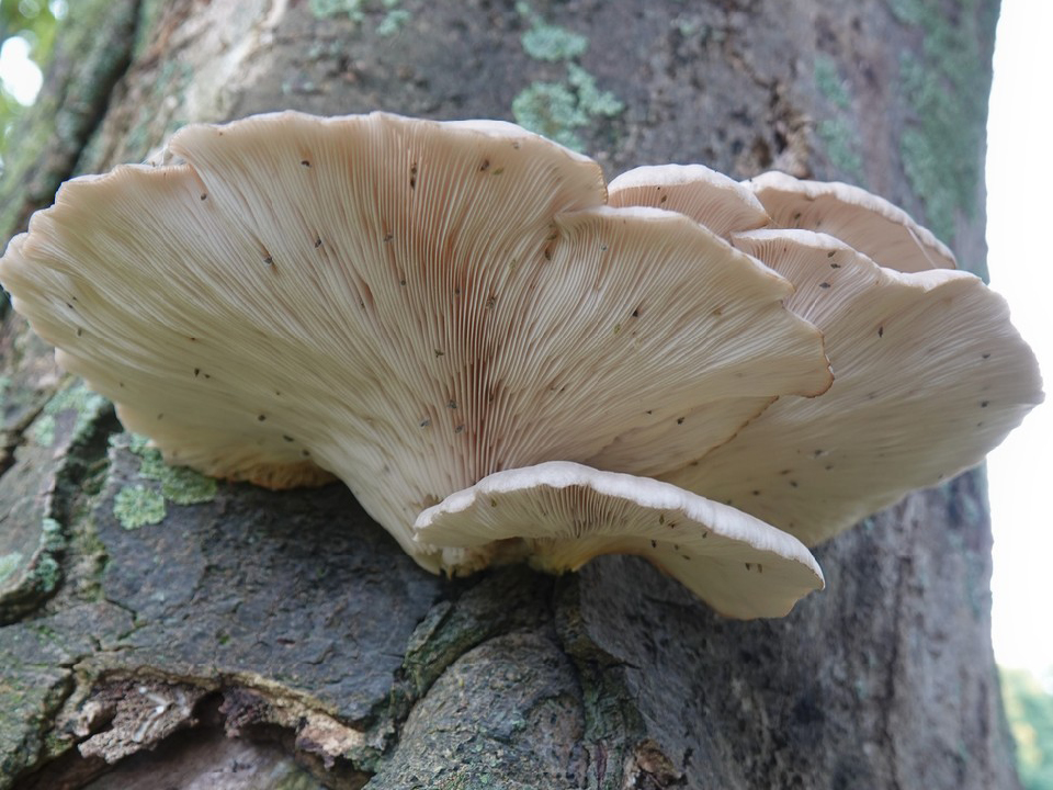 Vrienden Park de Meet waarnemingen Gewone oesterzwam