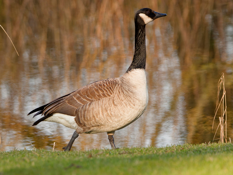 Vrienden Park de Meet waarnemingen Grote Canadese Gans